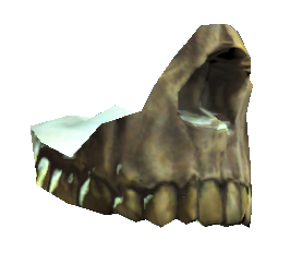 Datei:Human jaw.png