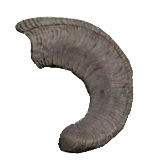 Datei:FO76WA Large sheepsquatch horn.png