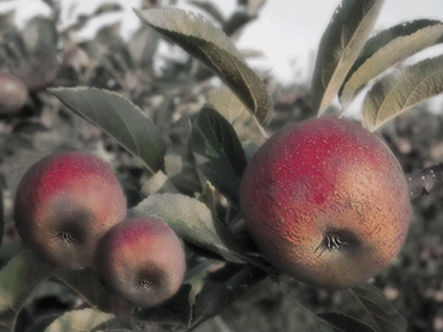 Datei:Fo2 Modoc Good Ending.png