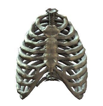 Datei:Rib cage.png