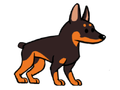 Doberman