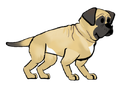 English Mastiff