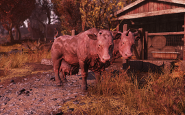 FO76 Brahmin friend 1.png