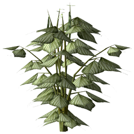 Pinto bean plant.png