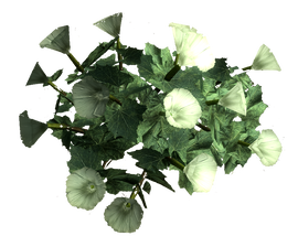 Sacred datura root.png